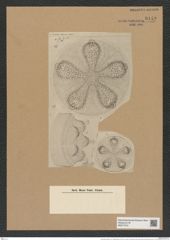Aulacodiscus petersi var. notabilis Rattr. (de-Toni-Nr.: Genus 182, Species 4544) Zeichnungen Sammlung Grunow Nr. 8149 (NHMW-BOT-W0377510)